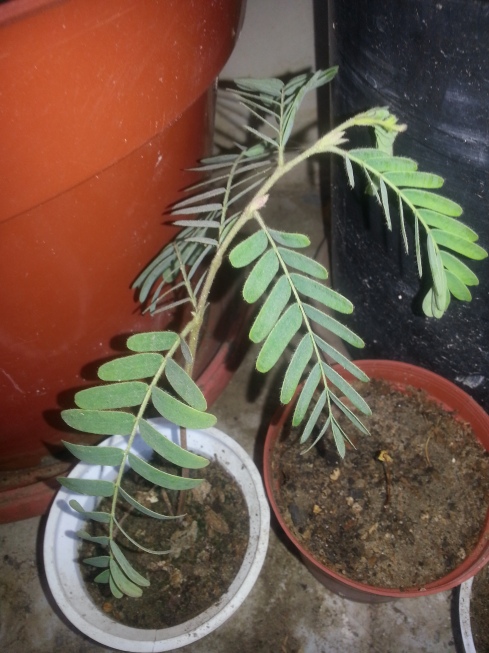 Tamarind plant!!! (তেতুল)